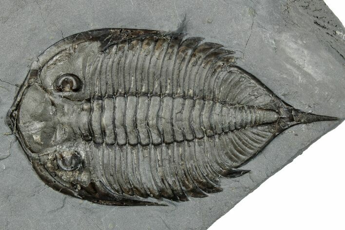 Dalmanites Trilobite Fossil - New York #295585